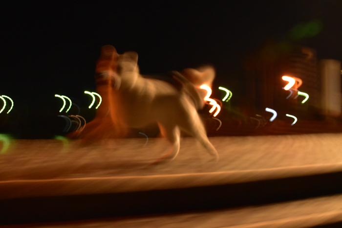 c0049299_22100090.jpg