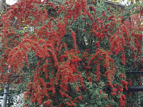 e0016828_10170327.jpg