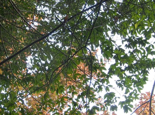c0144185_143625.jpg