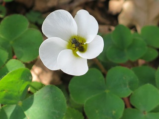 e0130185_11152525.jpg
