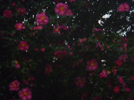 b0246036_1472073.jpg