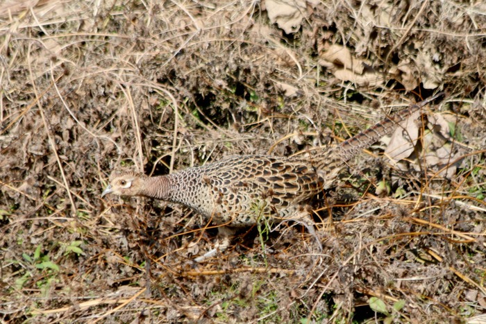 a0127090_736096.jpg