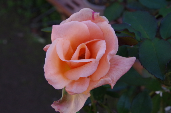 b0356401_22182135.jpg