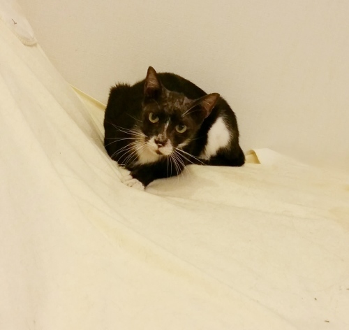 e0144012_11211980.jpeg