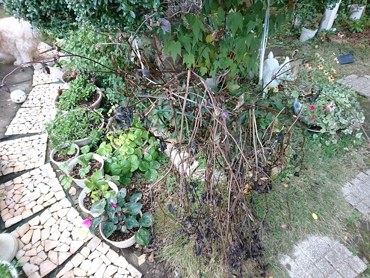 f0087347_16453782.jpg