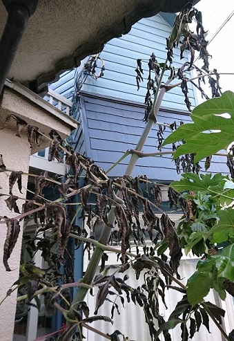 f0087347_16463235.jpg