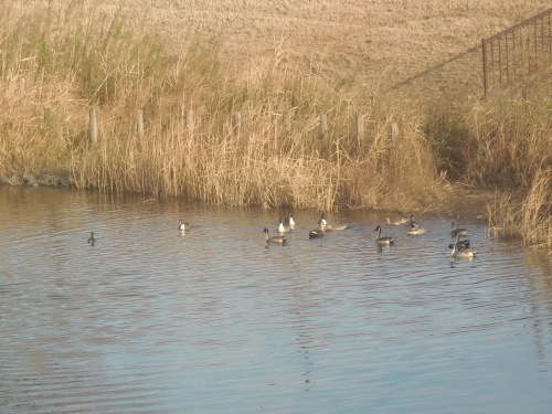 f0329849_12575431.jpg
