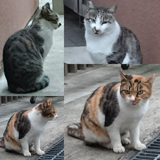 d0347253_19462009.png