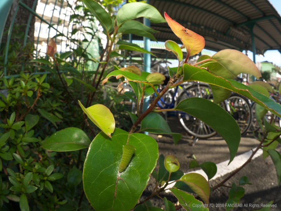 f0090680_1421559.jpg