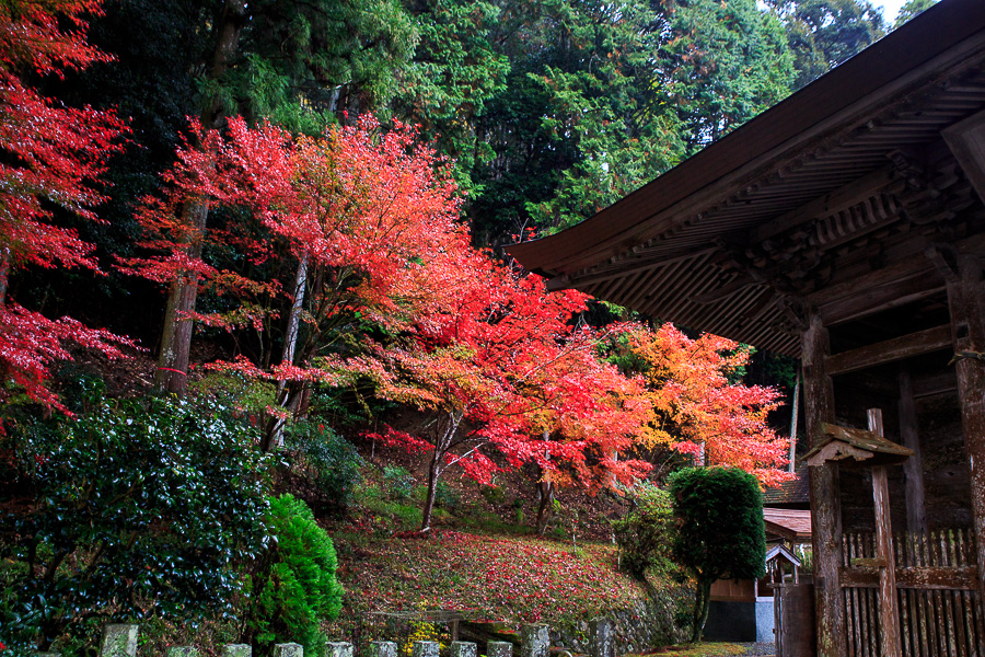 紅葉2016！　～摩氣神社～ - 京都憧憬！