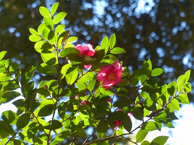 f0357487_22435276.jpg