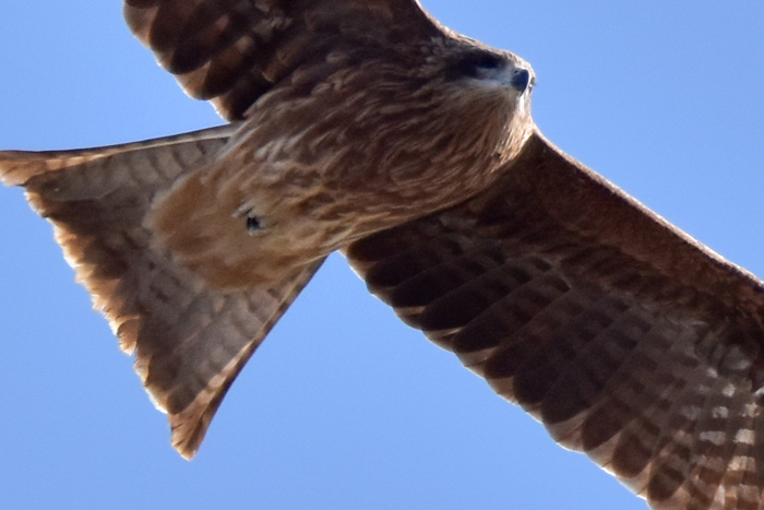 c0049299_22524393.jpg