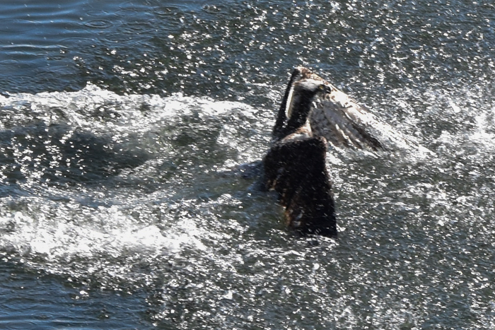 c0049299_22570945.jpg