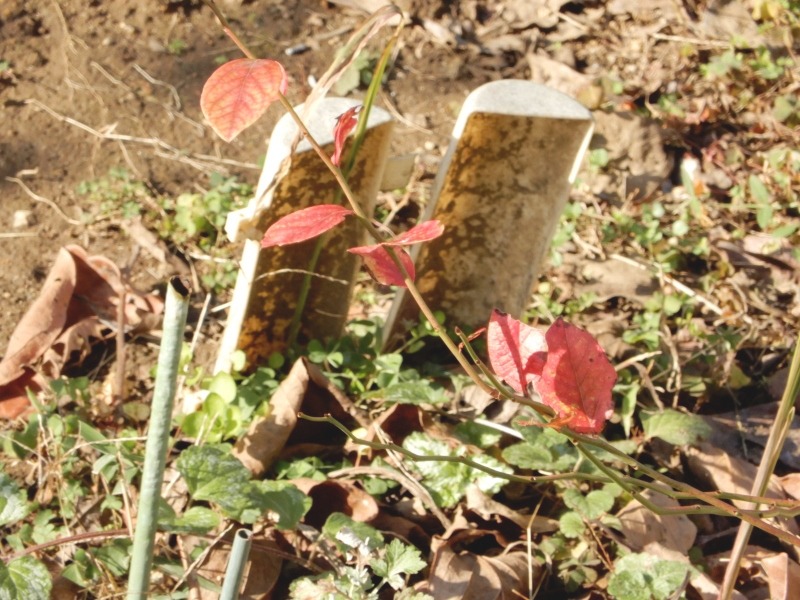 e0025300_16521877.jpg
