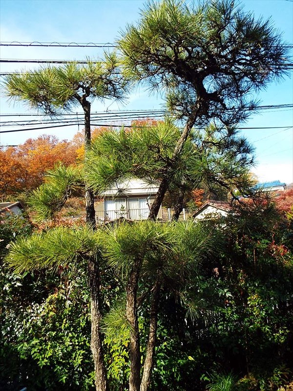 c0108198_17121031.jpg