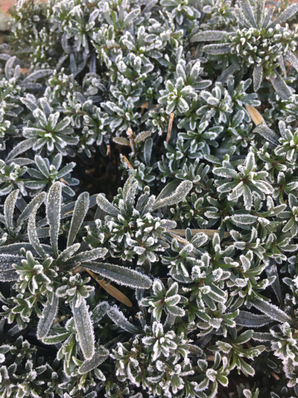 c0359445_11235437.jpg