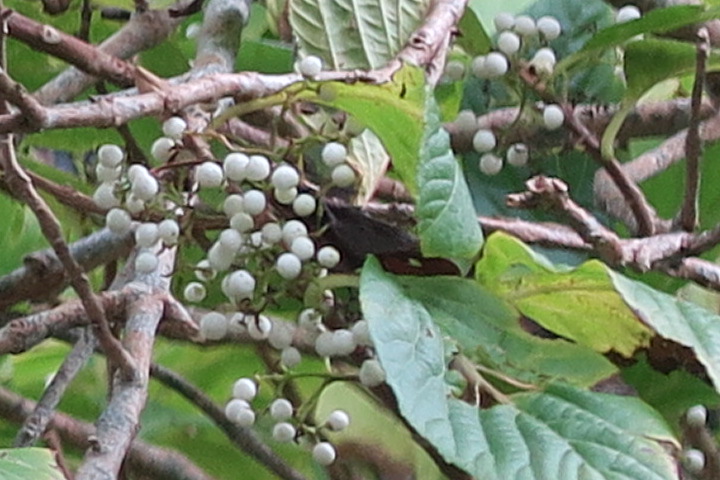 e0292172_20492560.jpg