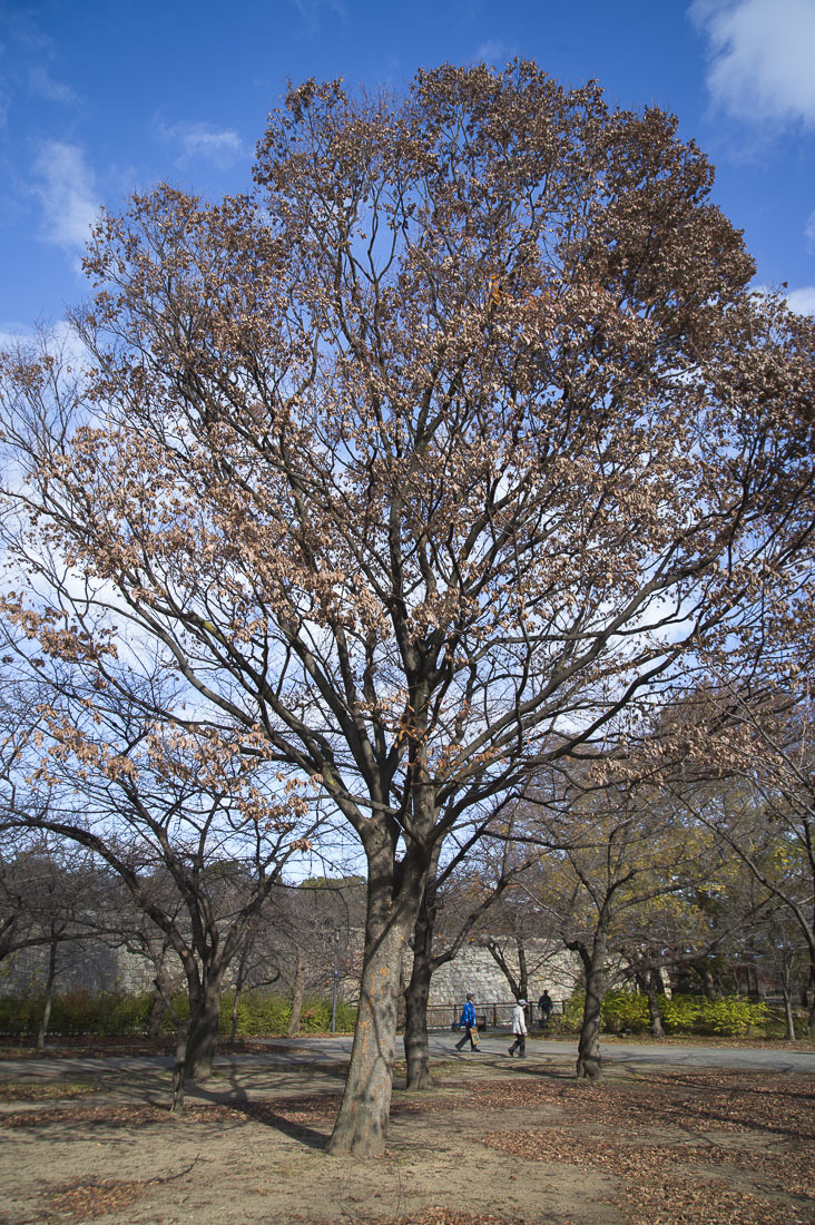 a0301676_15315098.jpg