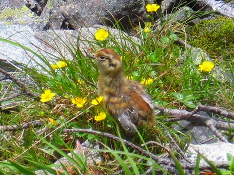 c0219866_13292547.png
