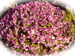 c0149195_16471493.jpg