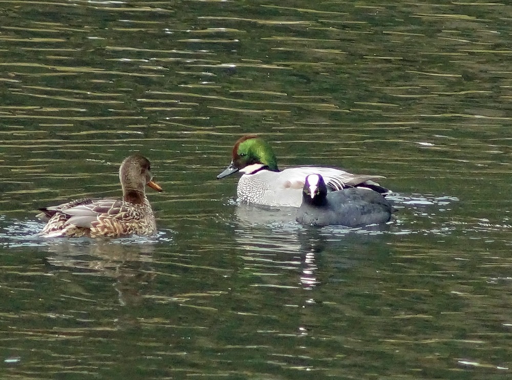 c0042418_08441466.jpg