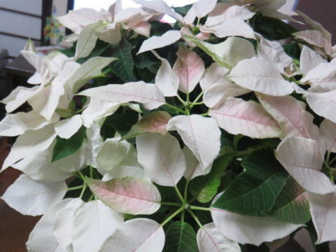 d0046702_453229.jpg