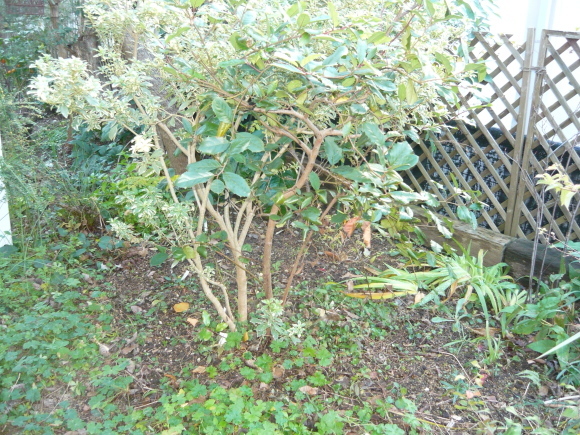 a0139007_17310373.jpg