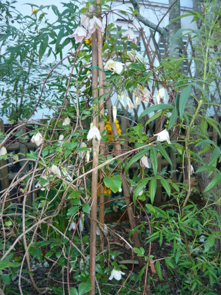 a0139007_17331558.jpg