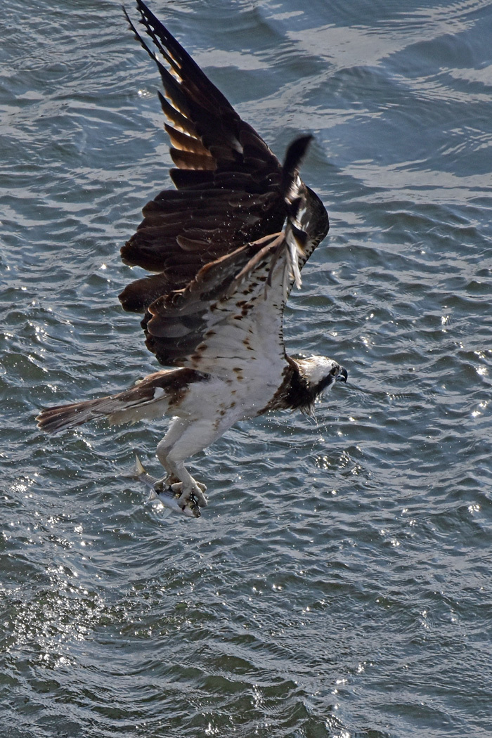 c0049299_22321437.jpg