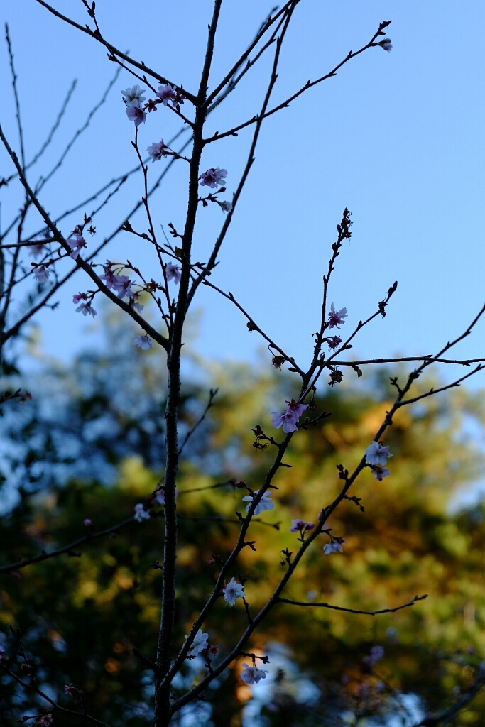 f0113108_11275315.jpg