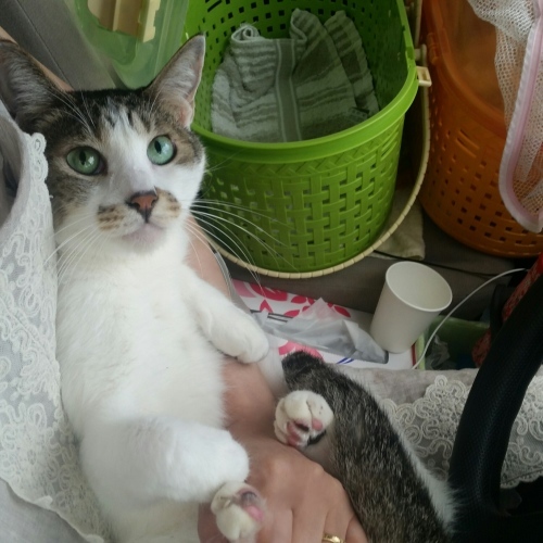 e0144012_20061713.jpeg