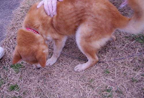 f0078320_049326.jpg
