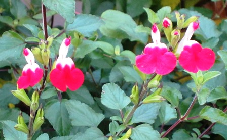 b0289649_20425020.jpg