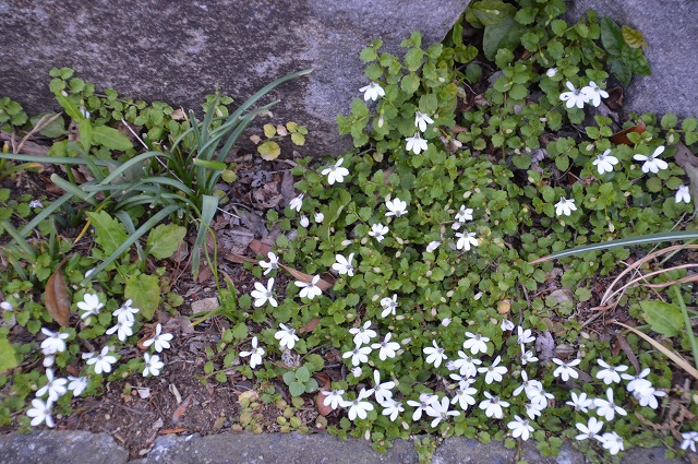 c0124100_1958434.jpg