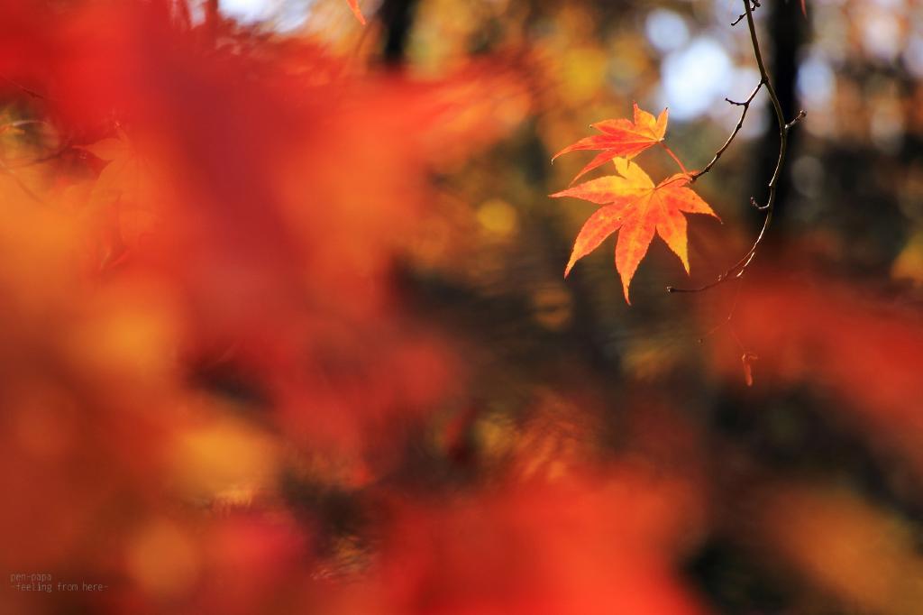 c0356480_16453013.jpg