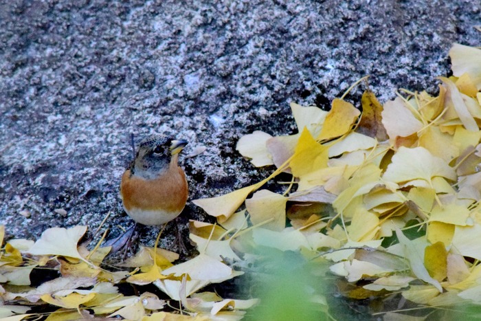 a0127090_954887.jpg