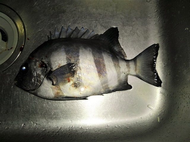 e0360409_18355121.jpg