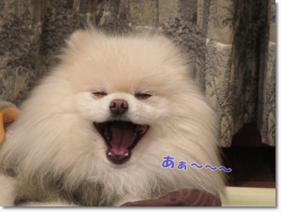 b0167519_21472863.gif