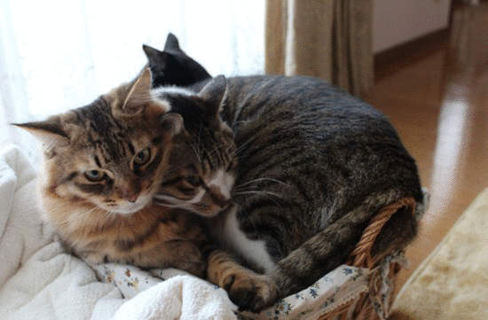 e0364523_10502045.gif