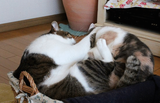 e0364523_10520331.gif