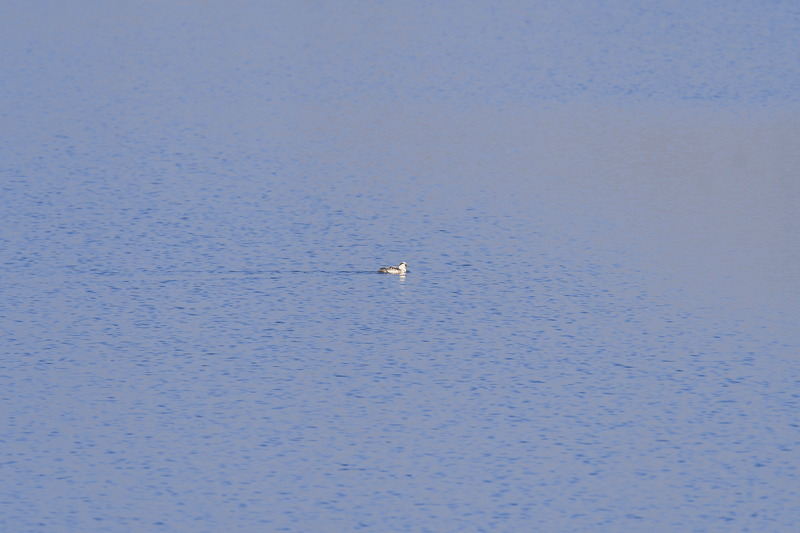 d0290240_14024310.gif