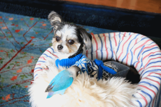 c0145250_17133199.gif