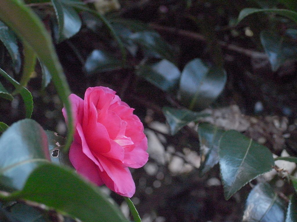 e0220163_19592543.jpg