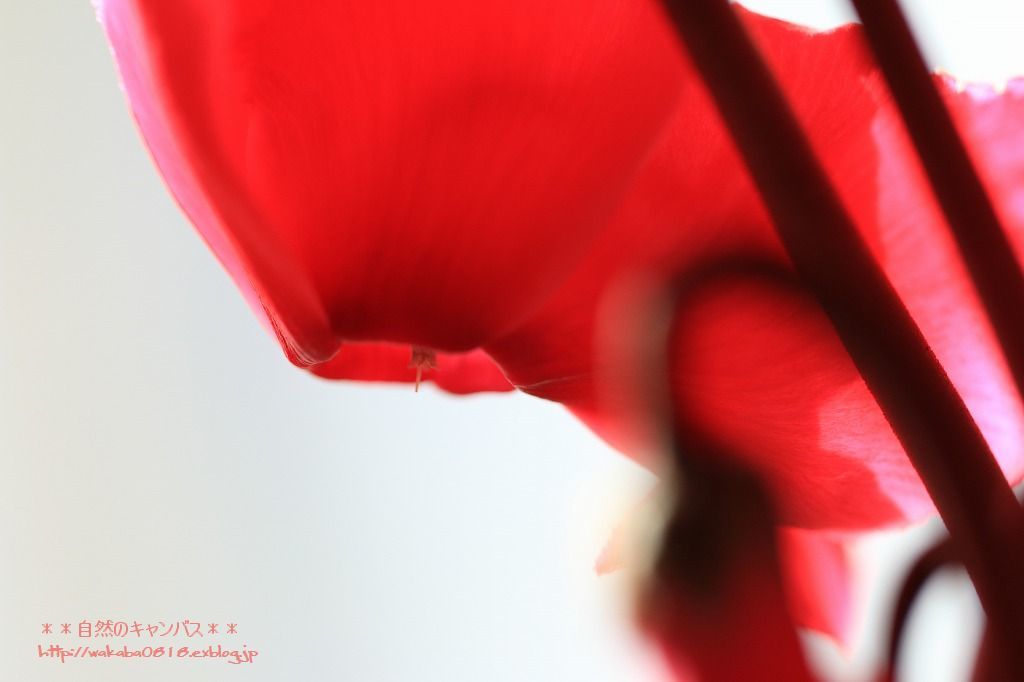 e0052135_21413414.jpg