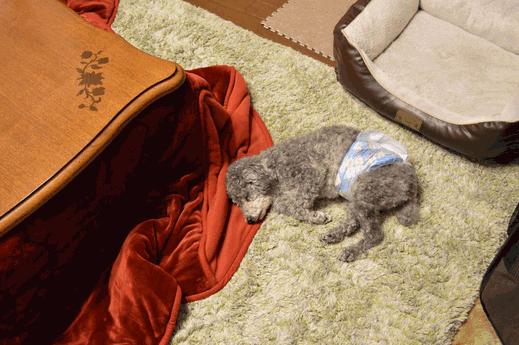 c0136736_19500620.gif
