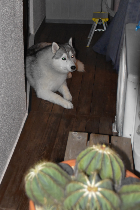 c0049299_22420749.jpg