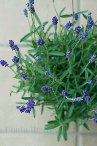 a0329414_22031378.gif