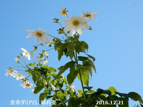 e0033229_15101465.jpg