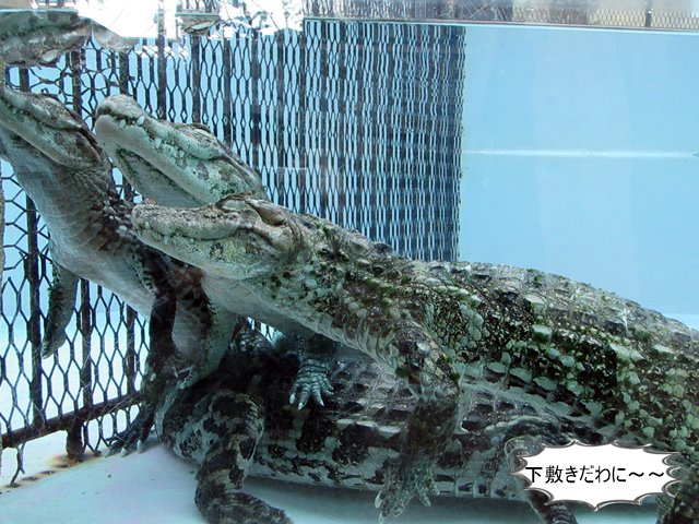 b0009849_16255023.jpg