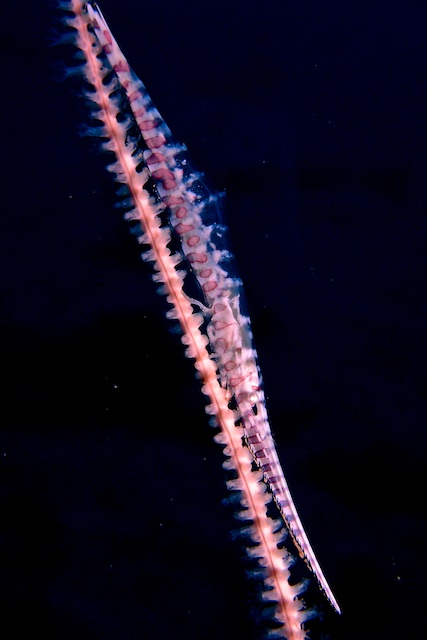 b0062363_9585588.jpg